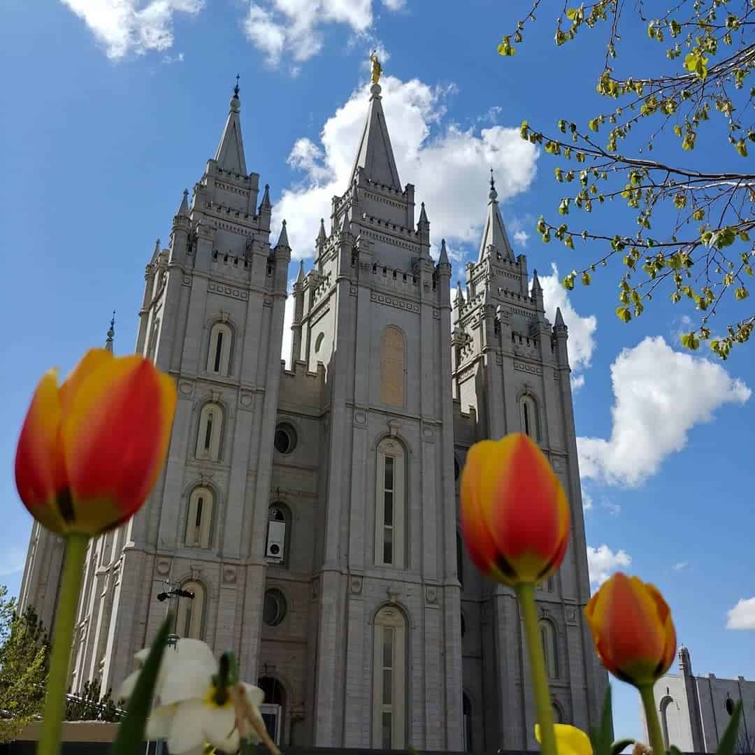 Spring tulips in the foreground with the Salt Lake City Temple rising behind them under a blue sky.