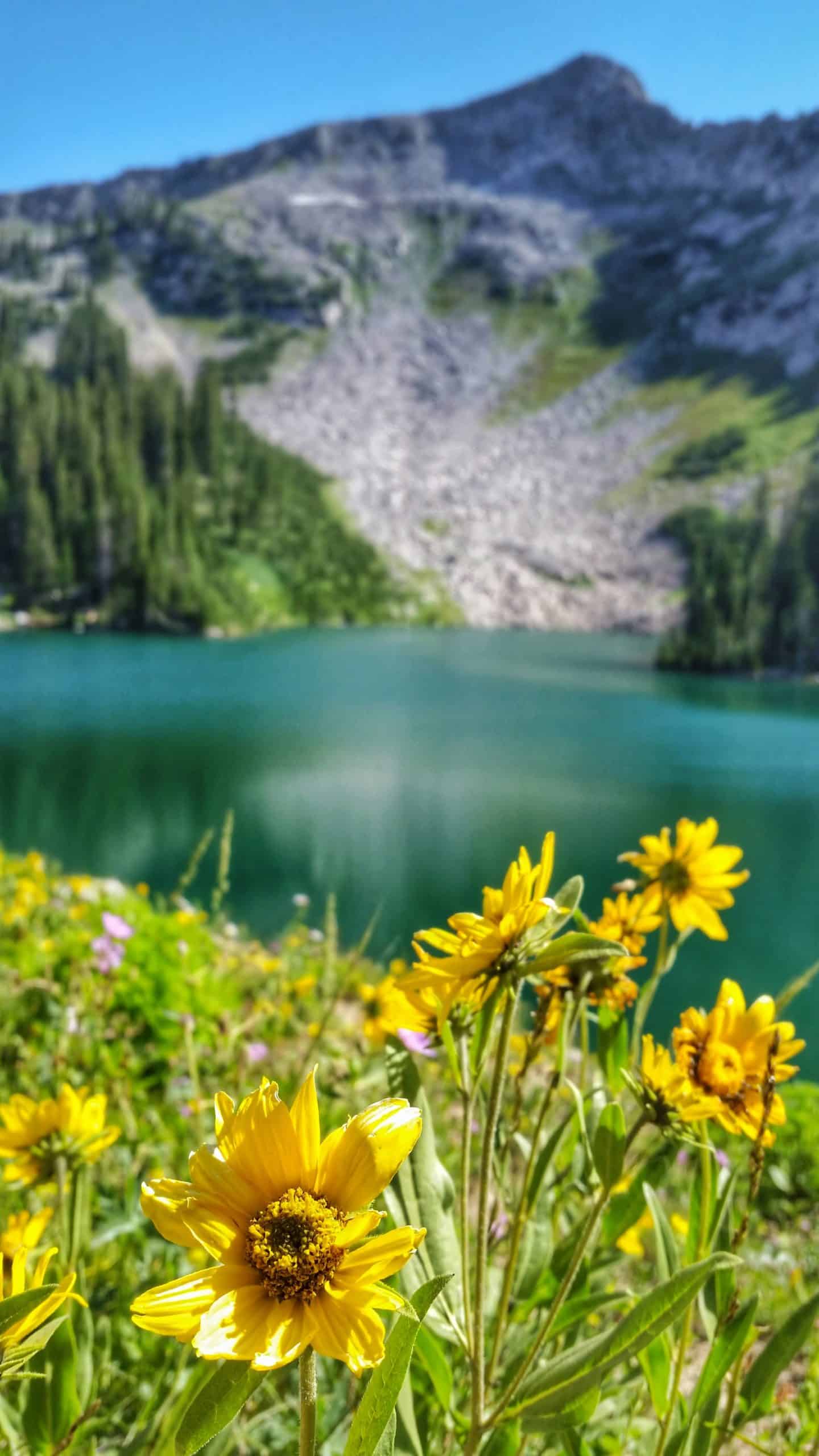 Bright yellow wildflowers frame the edge of the serene Red Pine Lake, nestled beneath rugged mountain peaks, a super scenic hike in Utah