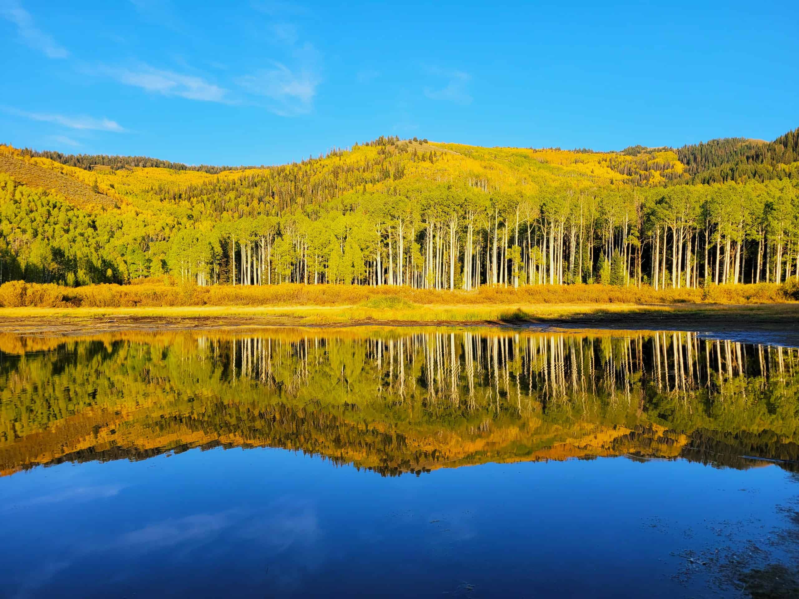 Peaceful scene of a small pond, perfectly mirroring the grove of yellow aspen trees in golden hour lighting