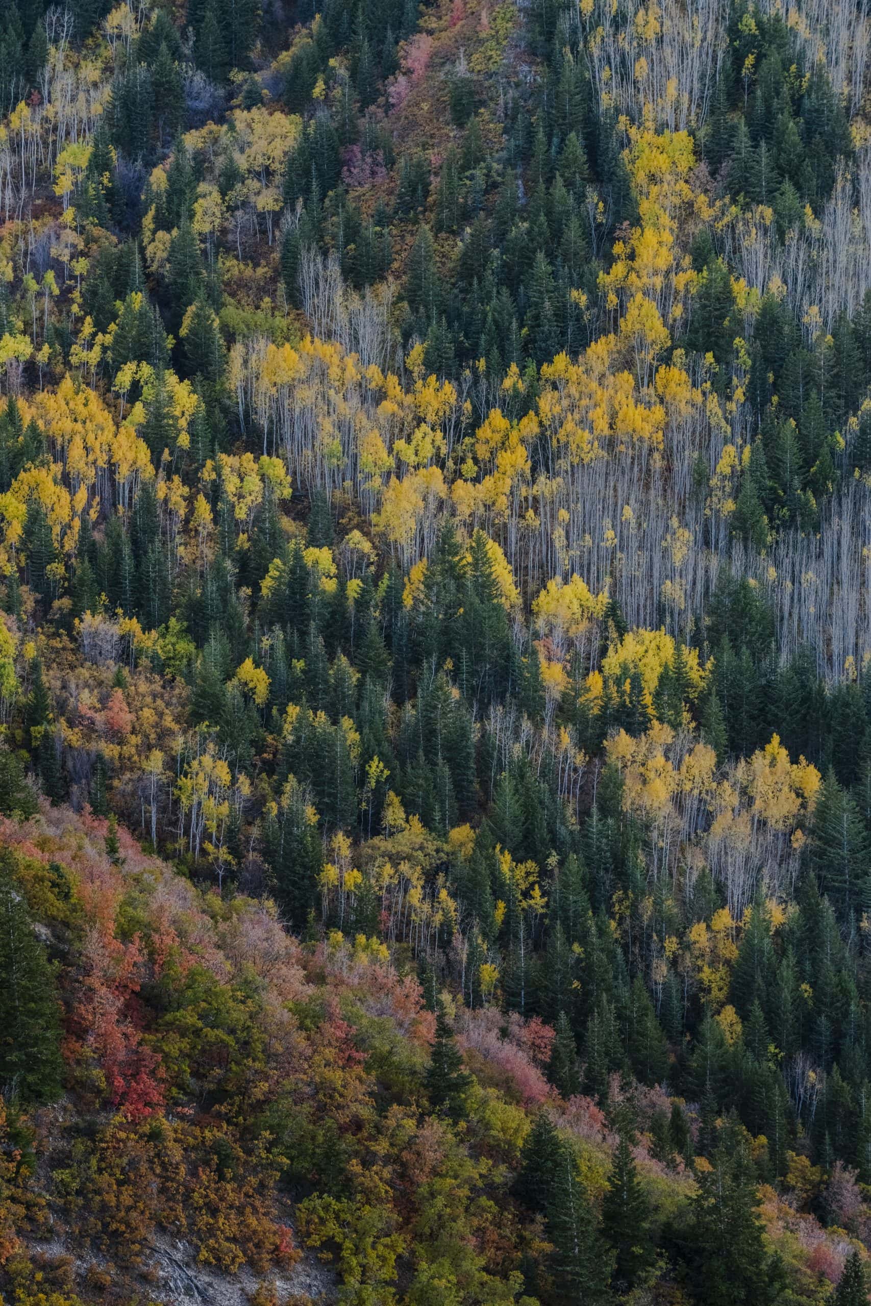 Zoomed in shot showing yellow colors on hundreds of aspen trees, as well as pine trees and shrubs