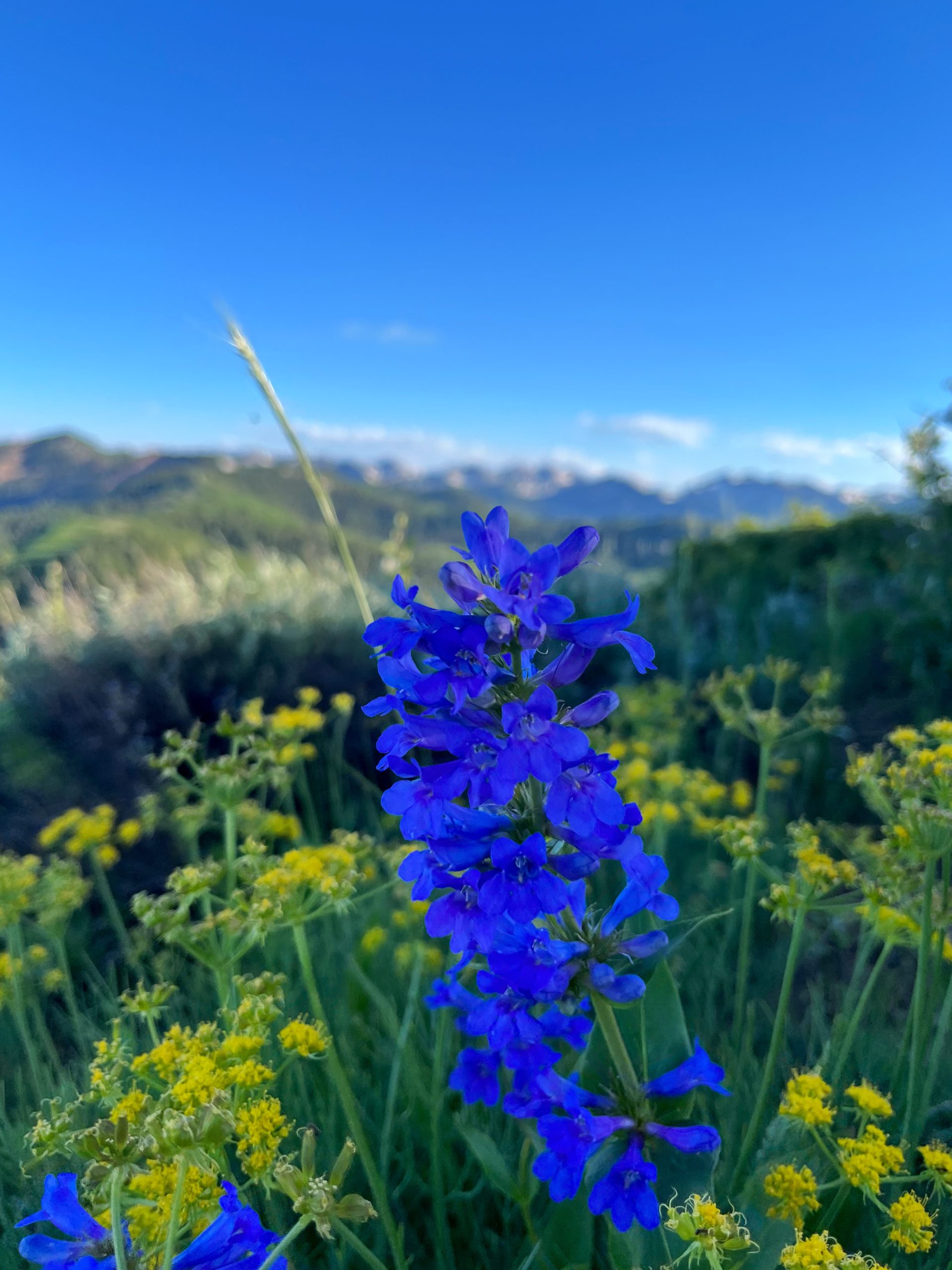 Purple lupine wildflower with blurred mountain scenery behind it along a Millcreek Canyon hiking trail.