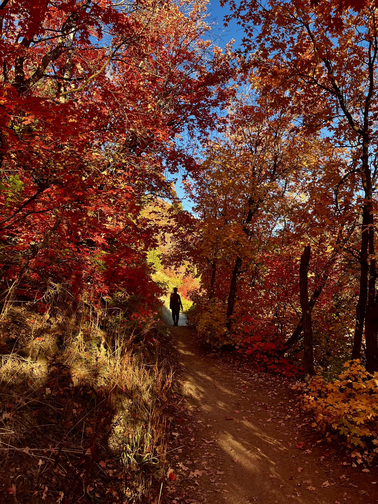 Hiker walks on a trail under a colorful canopy of fall colors in Millcreek Canyon