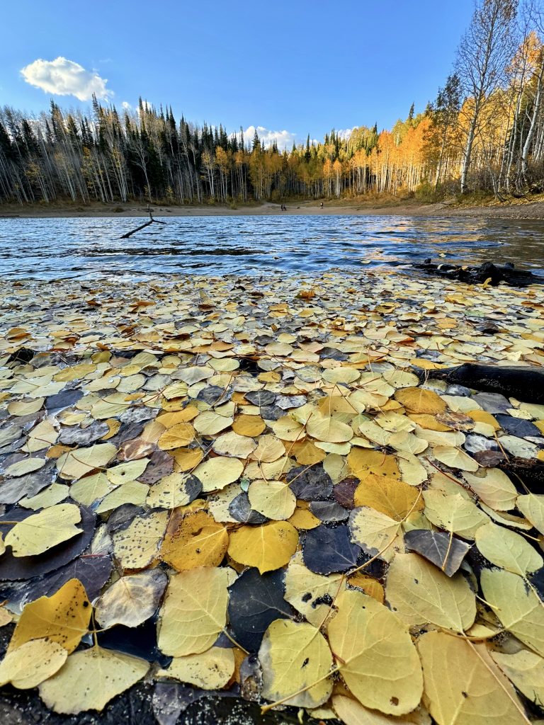 Fall leaves blanket the shore of Dog Lake, a hiking trail in Millcreek Canyon, a quiet and peacful scene.