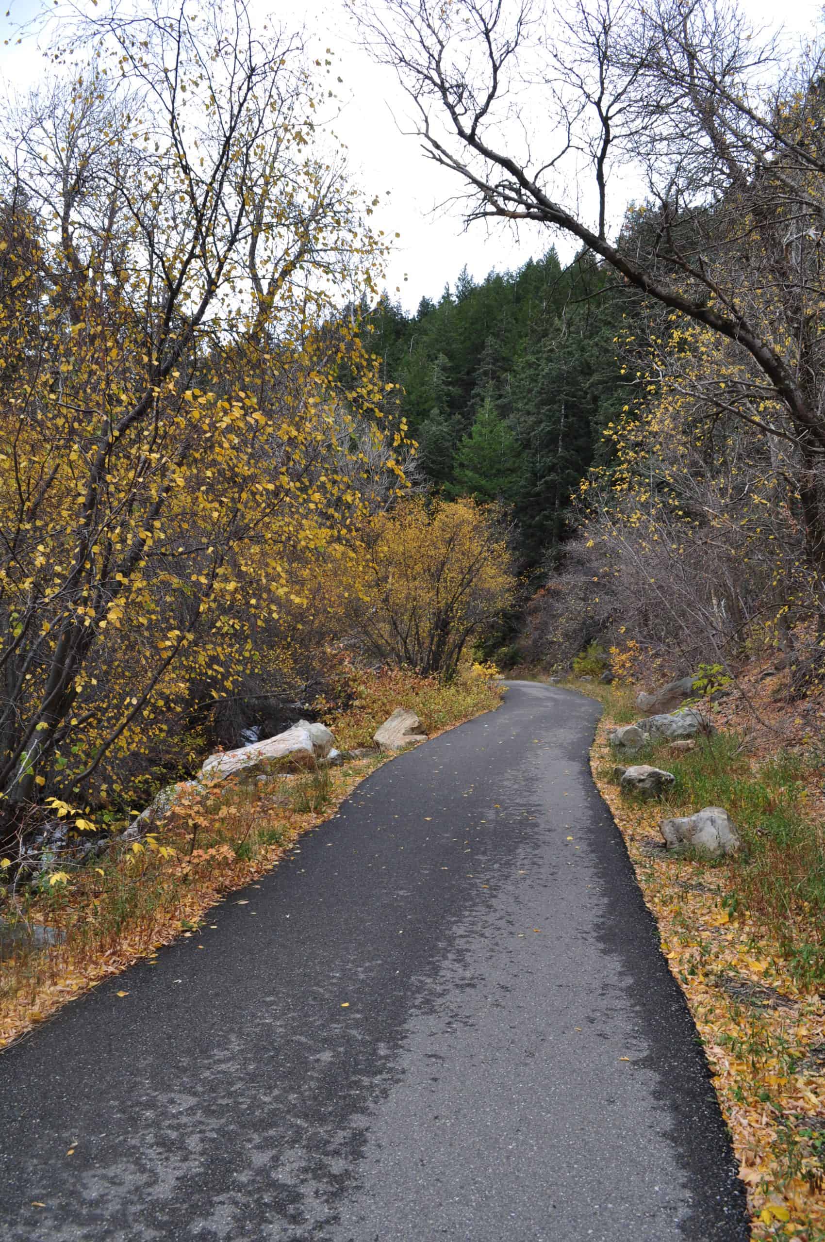The paved section of the Lake Blanche Trail winding through trees with yellow fall foliage and green pines under an overcast sky.
