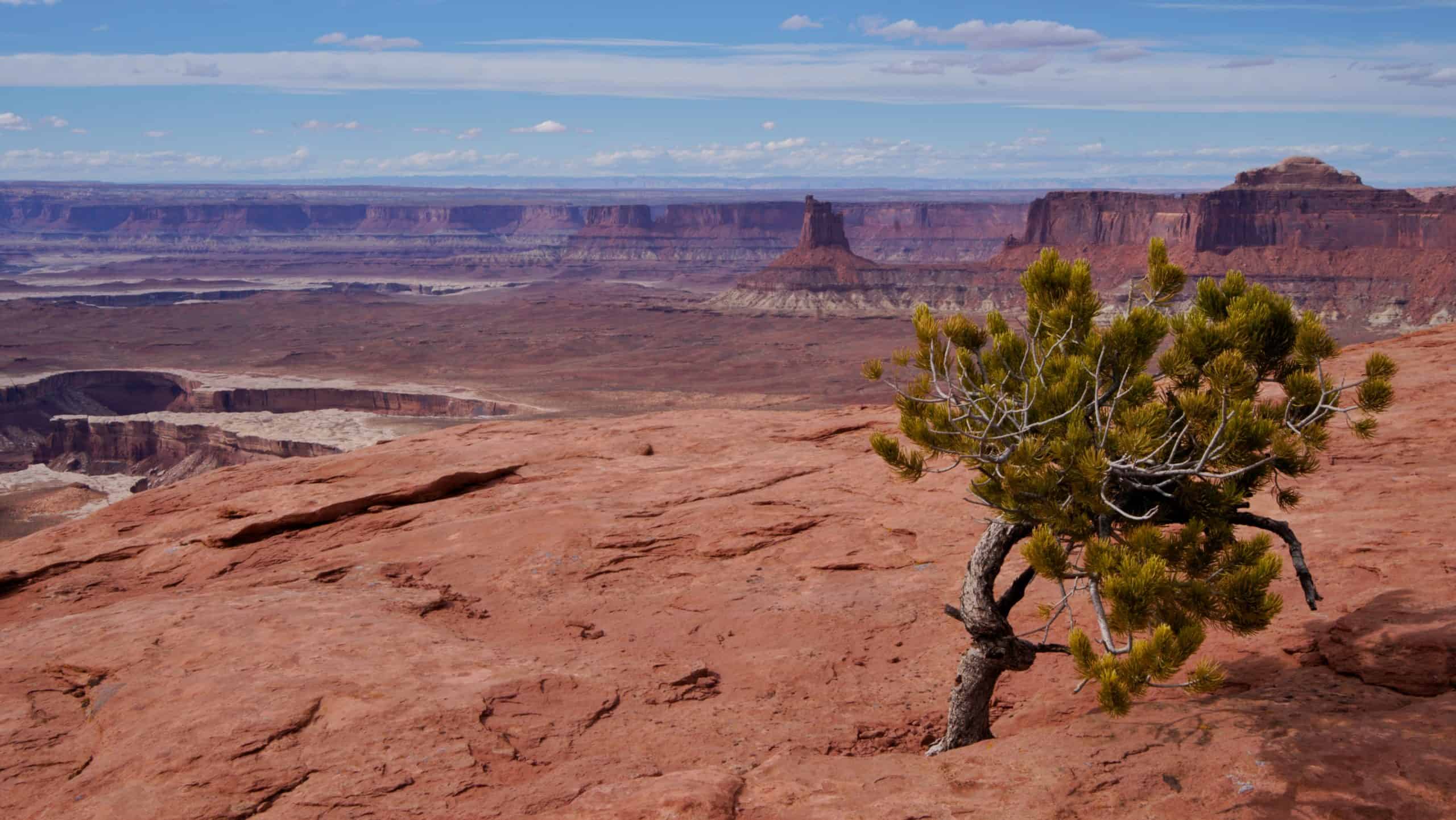 A windswept juniper tree growing out of the sandstone rock, frames a vast canyon landscape where Candlestick Tower rises in the distance, 