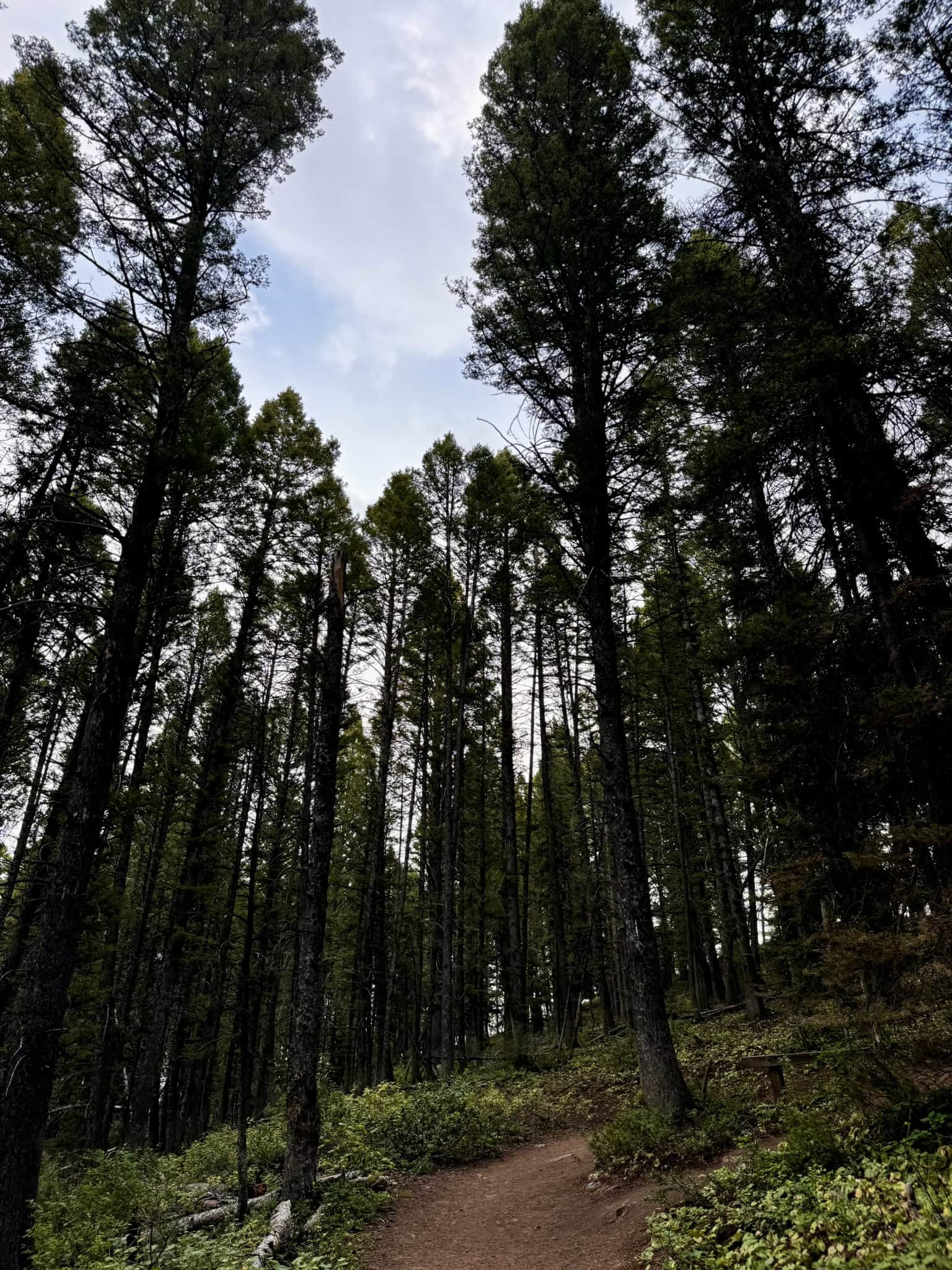 Looking up at tall, dense pine trees lining a dirt path, showcasing the natural scenery found on hikes near Bear Lake.

