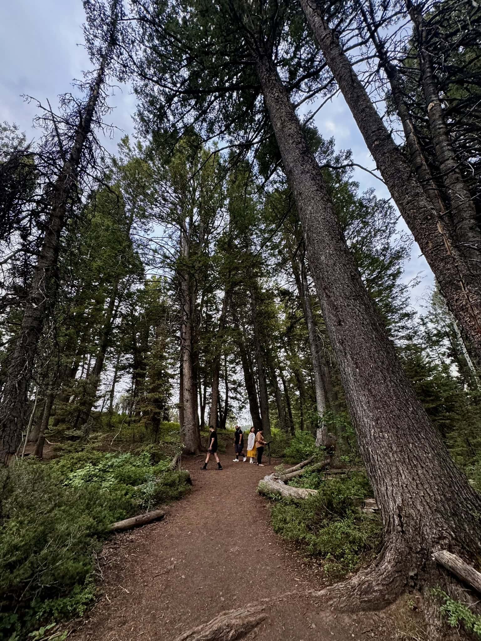 A dirt trail winding through a forest of towering evergreens with two hikers walking in the distance near Bear Lake.

