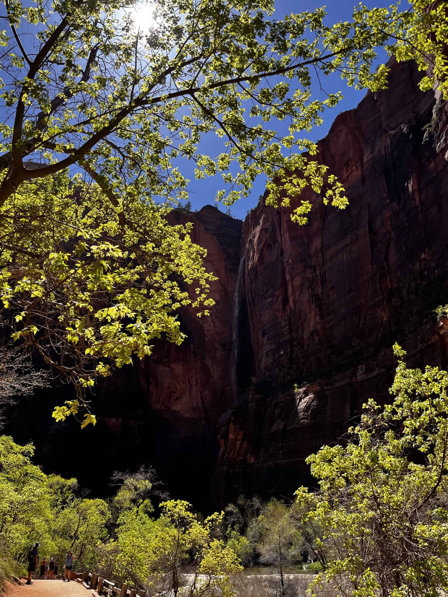 Beautiful green tree branches illuminated by sunlight frame a seasonal waterfall in the backdrop, falling from tall red canyon walls. 