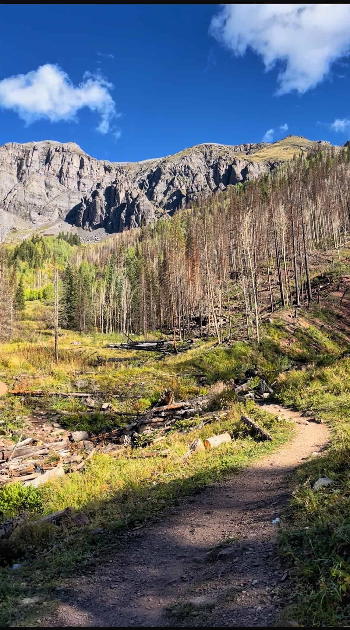 A hiking trail winds through a green grassy meadow, leading to charred tree trunks and a rocky mountain ridge in the background, enroute to Ice Lake Colorado.

