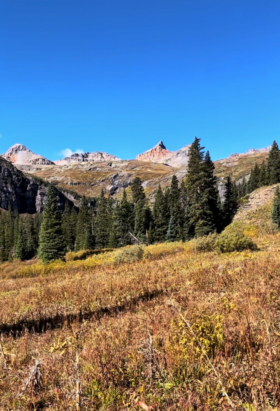 A sunlit alpine meadow with golden grass leads toward a forest of evergreen trees and jagged mountain peaks under a clear blue sky, showcasing the scenic approach to Ice Lake Colorado.

