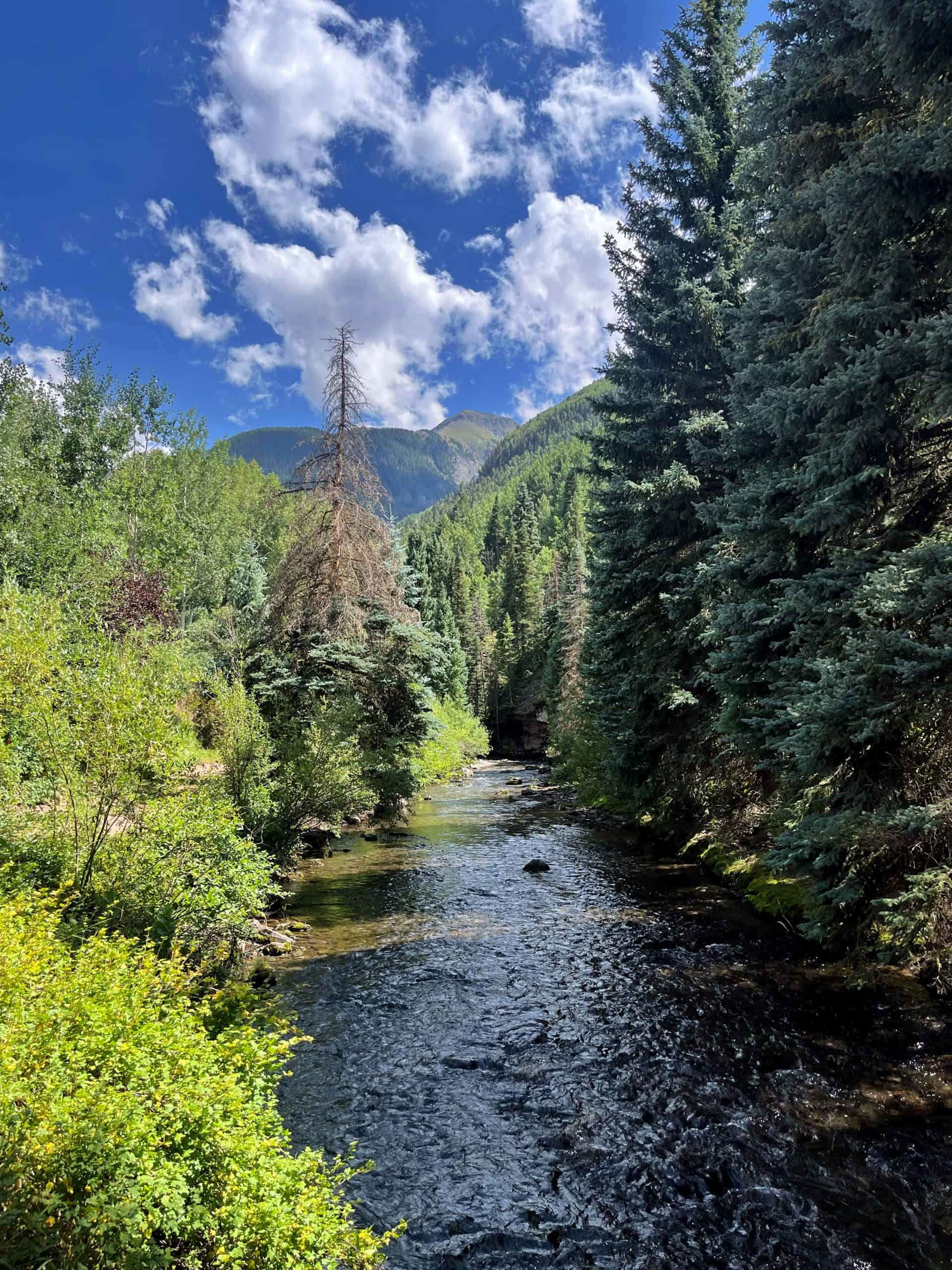 A narrow stream flows through a dense forest of tall green trees along the River Trail hike in Telluride.

