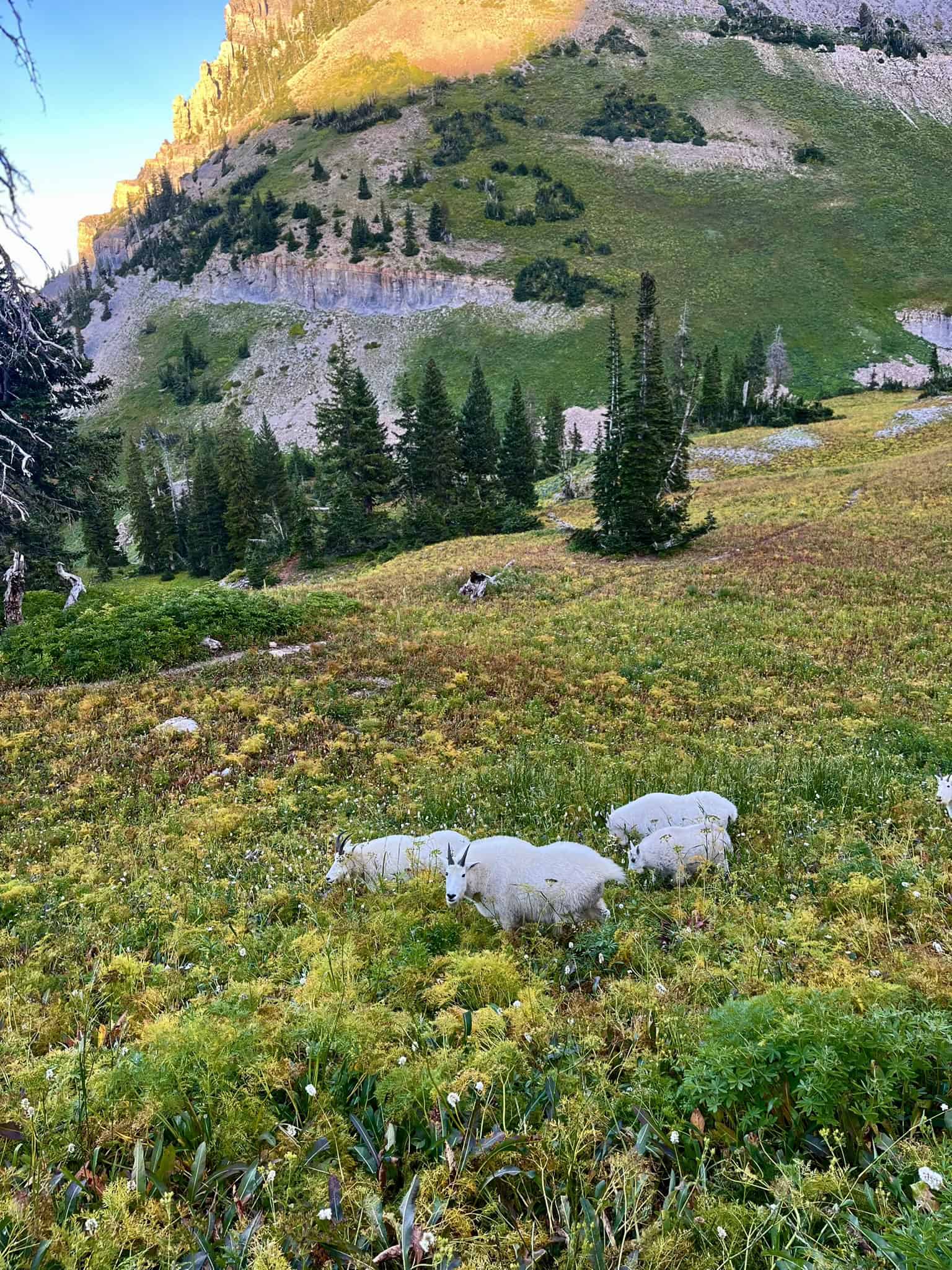 Several white mountain goats graze in a vibrant alpine meadow along the Mount Timpanogos Hike. framed by a forested slope and a sunlit mountain ridge in the distance.