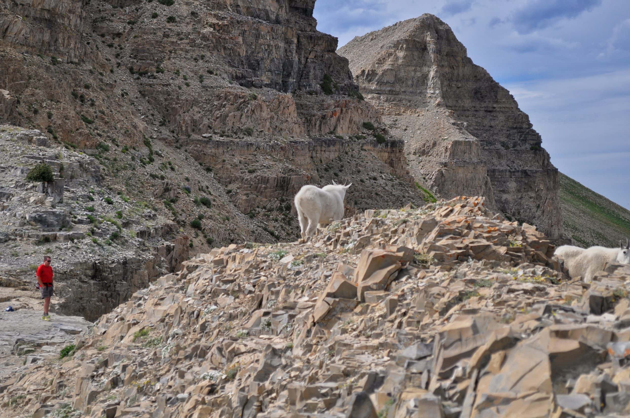 A single white mountain goat stand on a rocky ridge above the trail where a hiker walks below, framed by steep, layered cliffs along the Mount Timpanogos Hike.