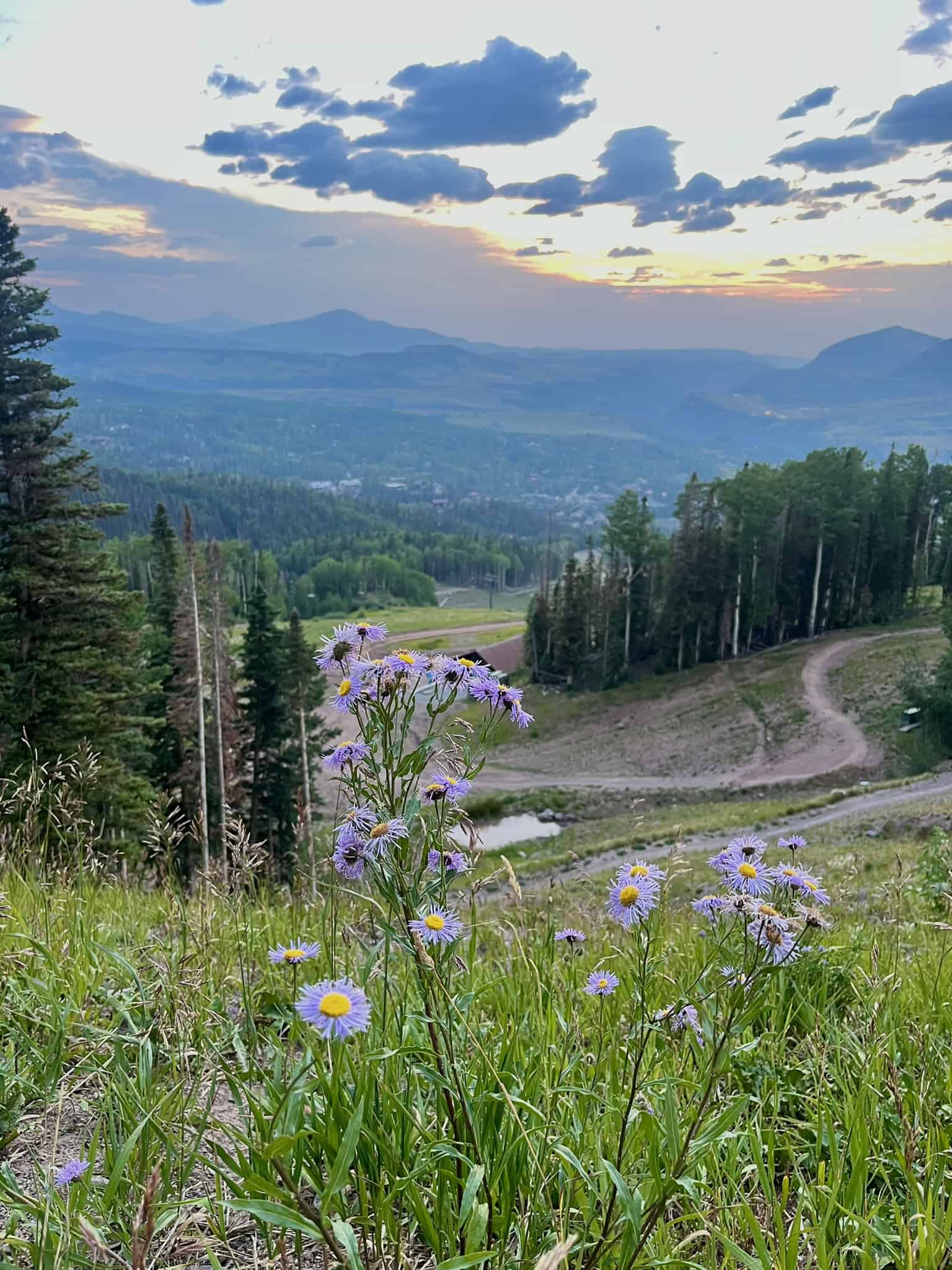 A dirt trail winds through purple wildflowers and tall aspen trees on the Village Trail day hike in  Telluride.