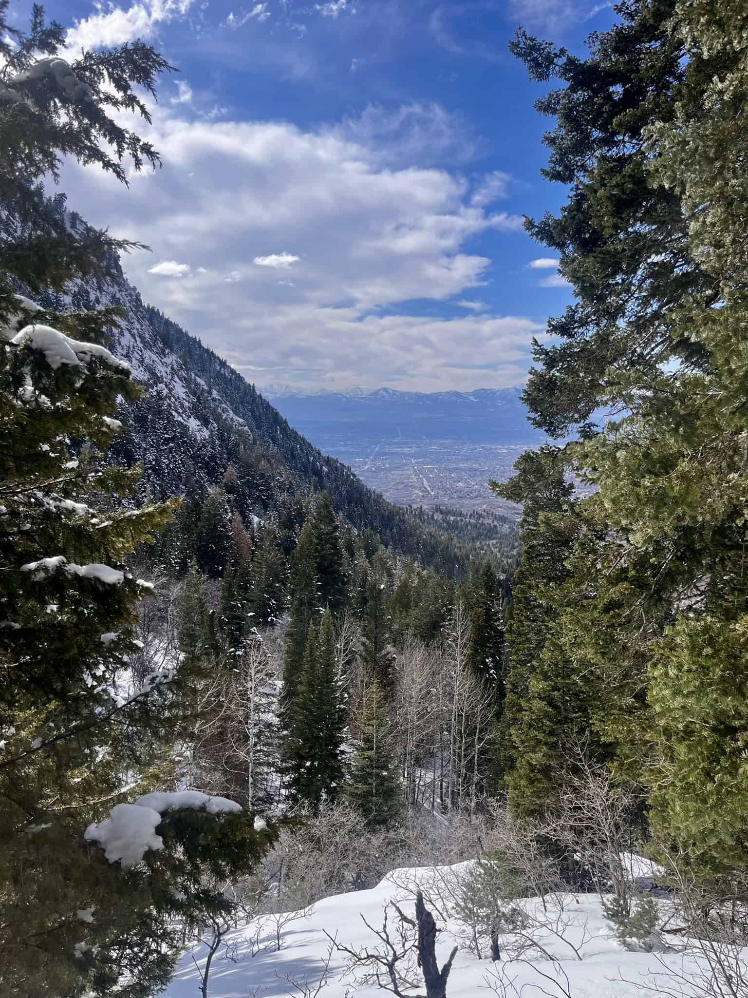 A view from the Bells Canyon trail looking through evergreen tree out towards Salt Lake valley and distant mountains.