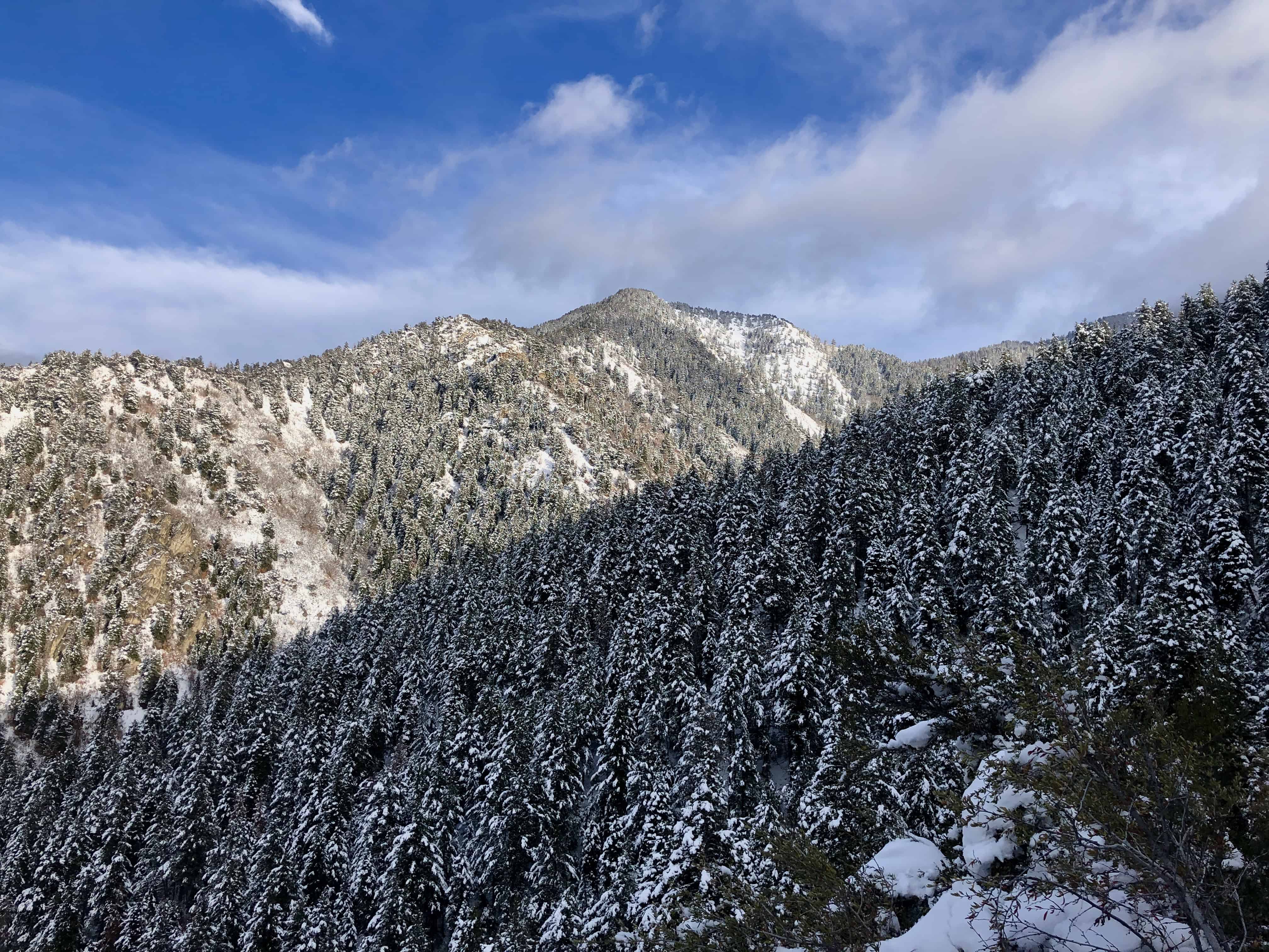 A high-angle view of a mountain covered in a dense evergreen forest with snow on the branches under a blue sky.